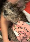 Gracie