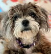 Gracie