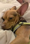 Chicco