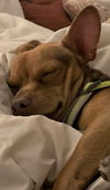 Chicco