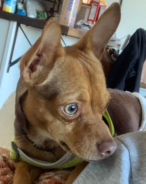 Chicco