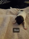 Ross