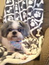 Little Teeko