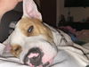 Buddy Beaux
