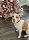 Buddy Beaux