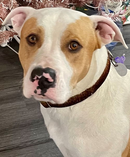 Buddy Beaux