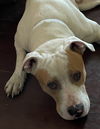 Buddy Beaux