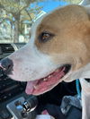 Buddy Beaux