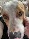Buddy Beaux