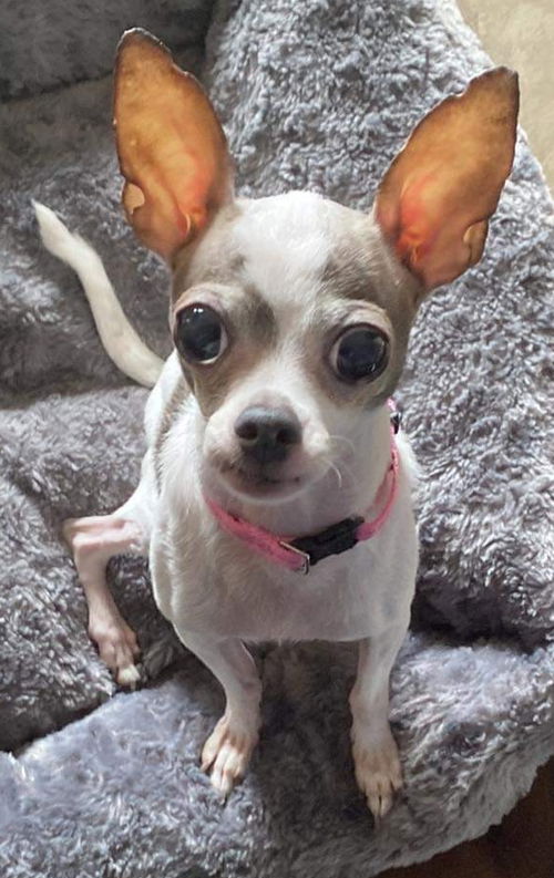 Chloe Carole