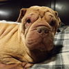 Lucy