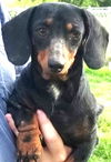 Mitzi