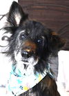 Buddy Ball