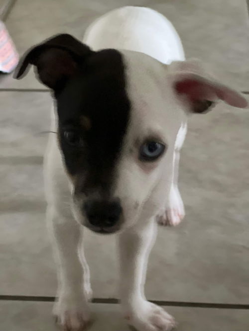 Ginger aka JoJo