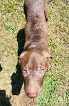 Swayze