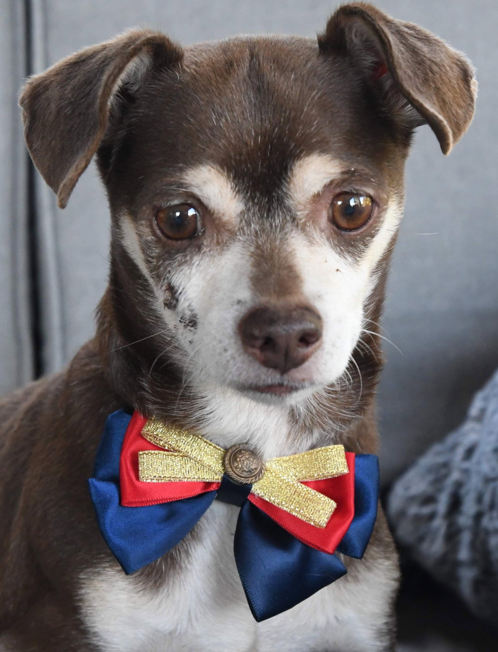 Dog adoption in Gulfport, MS 39505 Chihuahua Dog "Fritz"