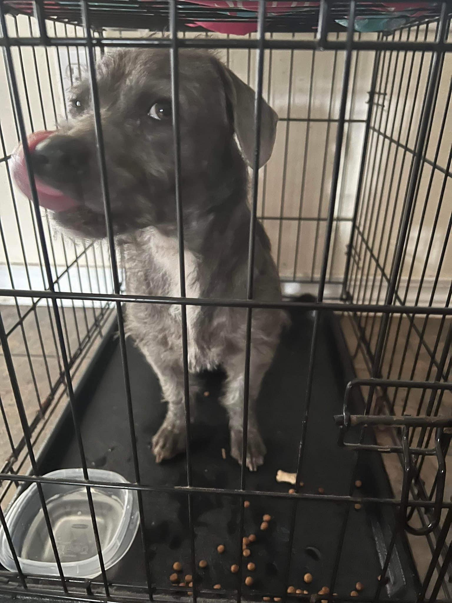 Dog adoption in Gulfport, MS Terrier / Mixed Dog "Conner"
