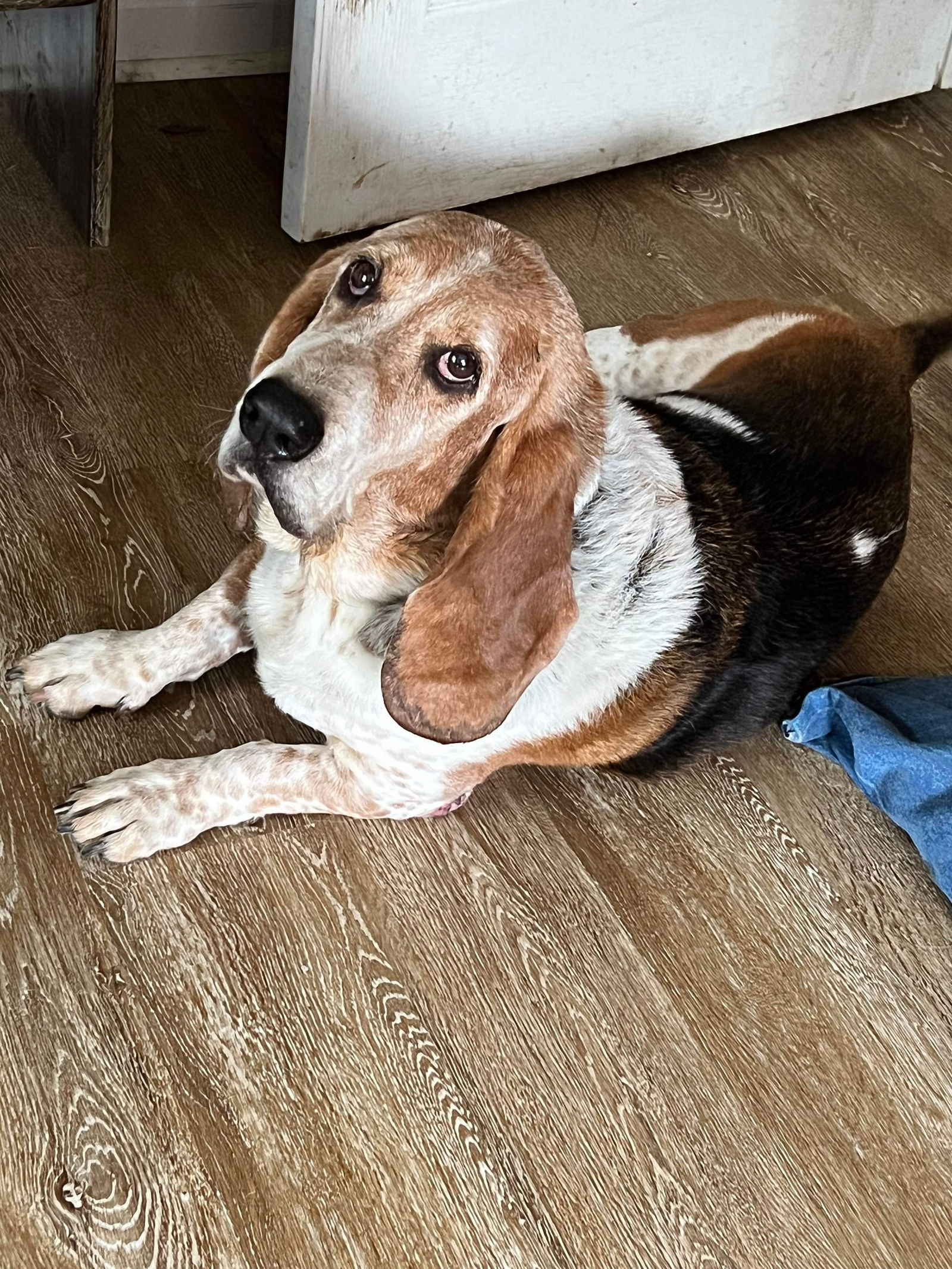 Dog for Adoption - Opie, a Basset Hound in Saucier, MS | Alpha Paw