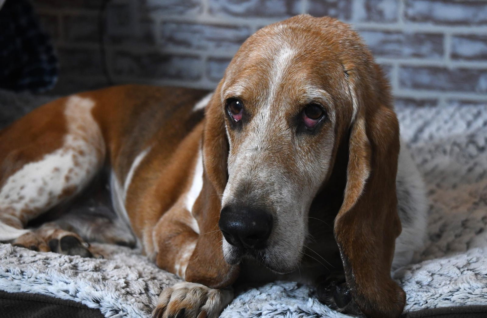 are basset bleu de gascogne noisy