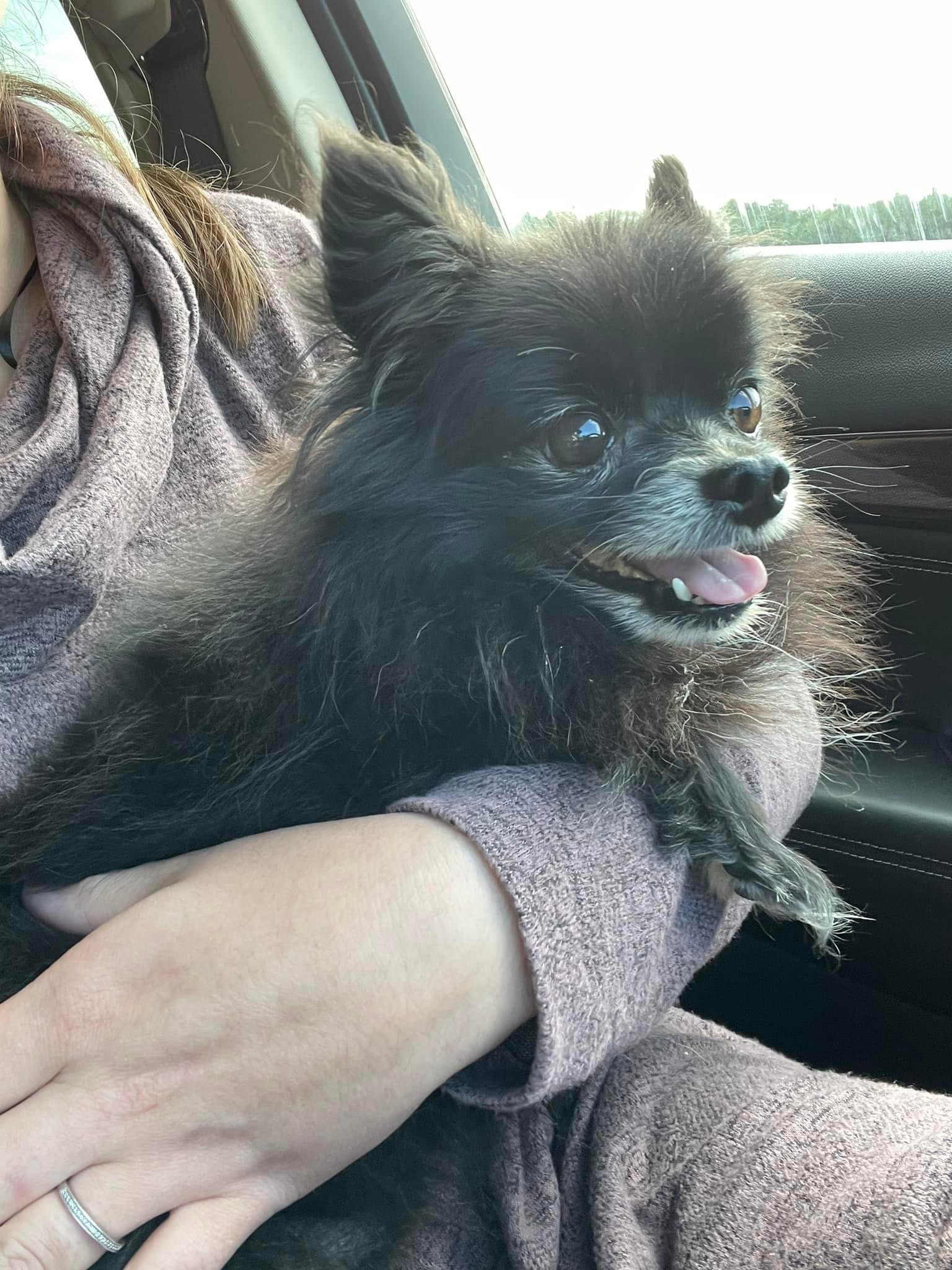 Dog for Adoption Blackie, a Pomeranian in Diamondhead, MS Alpha Paw