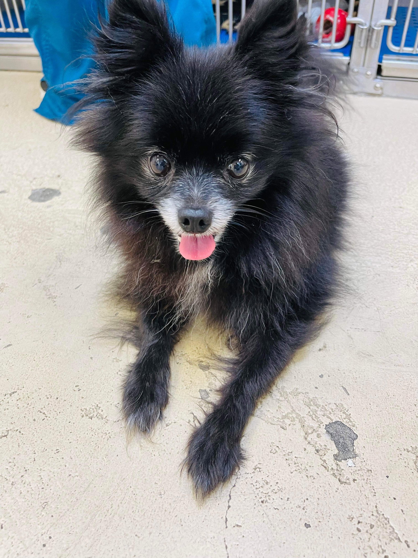 Dog for Adoption Blackie, a Pomeranian in Diamondhead, MS Alpha Paw