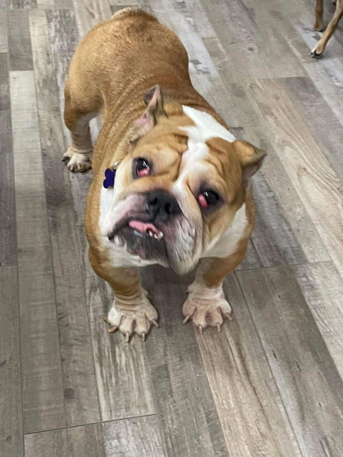 Brenda