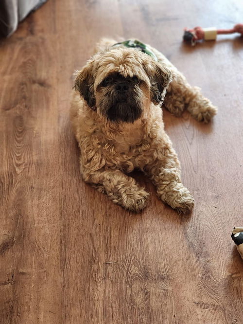 Chewy