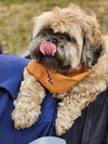 Chewy