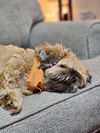 Chewy