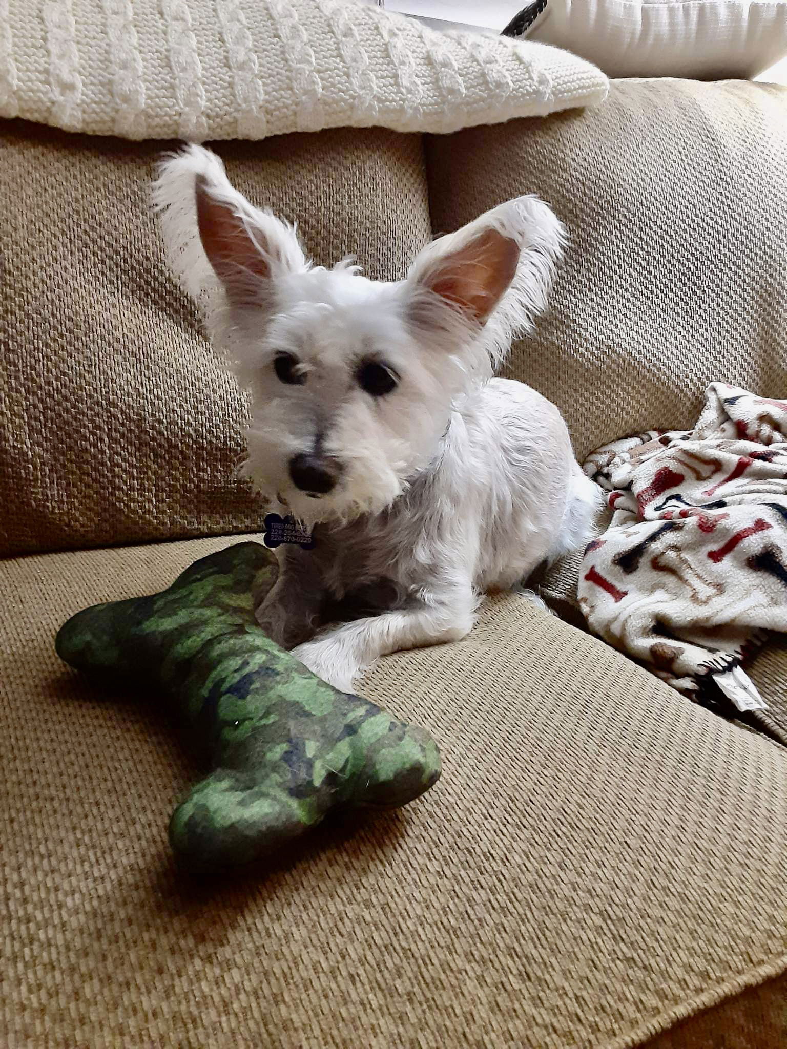 West highland store terrier slippers