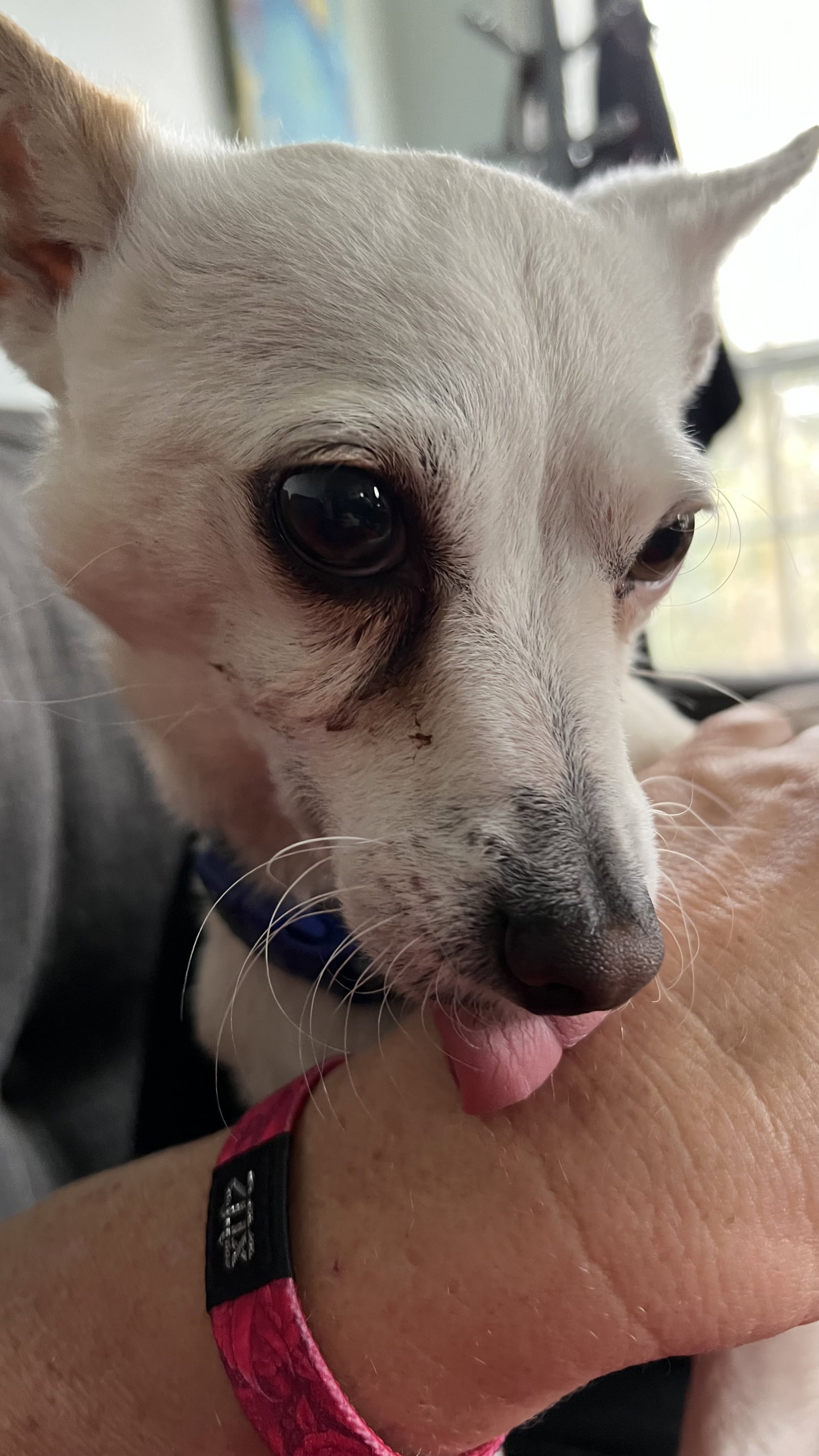 Dog for Adoption Buddy Baxter, a Chihuahua in Waveland, MS Alpha Paw