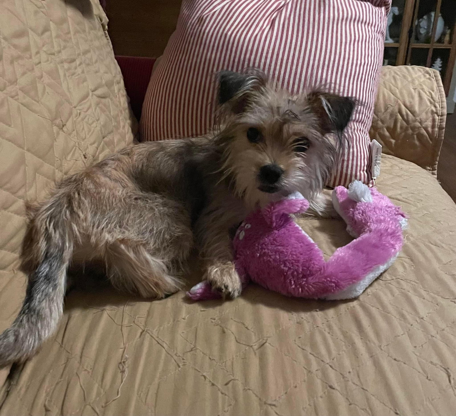 Dog for Adoption Tink Tink, a Yorkshire Terrier Yorkie in Gulfport