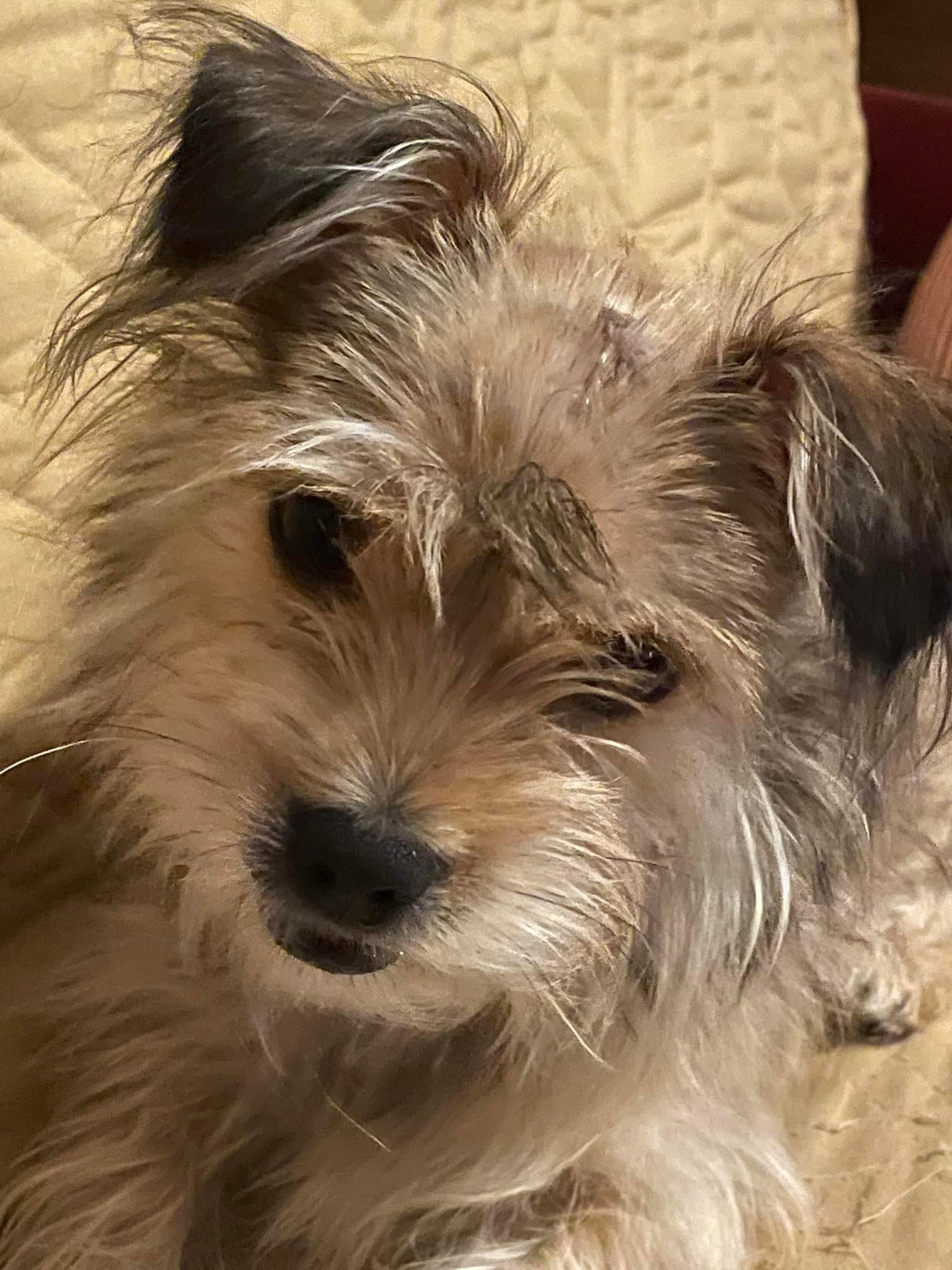 Dog for Adoption Tink Tink, a Yorkshire Terrier Yorkie in Gulfport