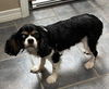 Buster
