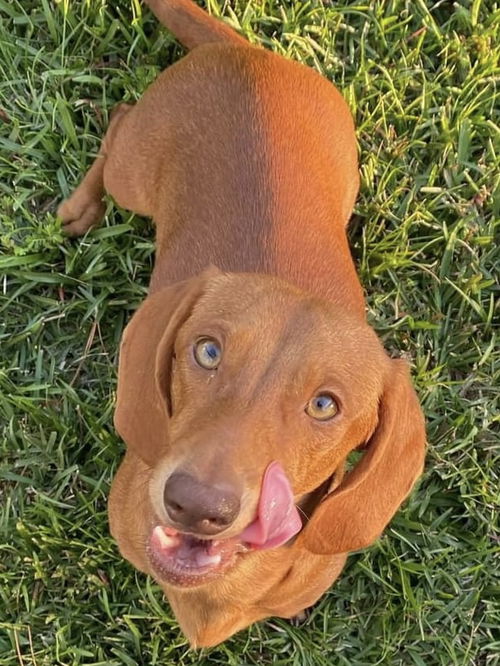 Gus