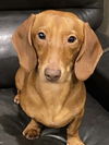 Gus