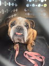 Missy Prissy