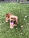 Goldie now Tristan