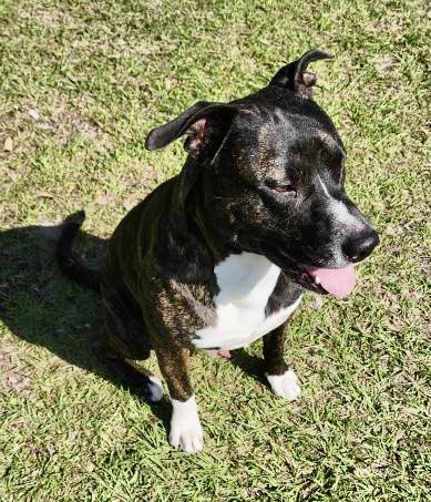 adoptable Dog in Gulfport, MS named Dude