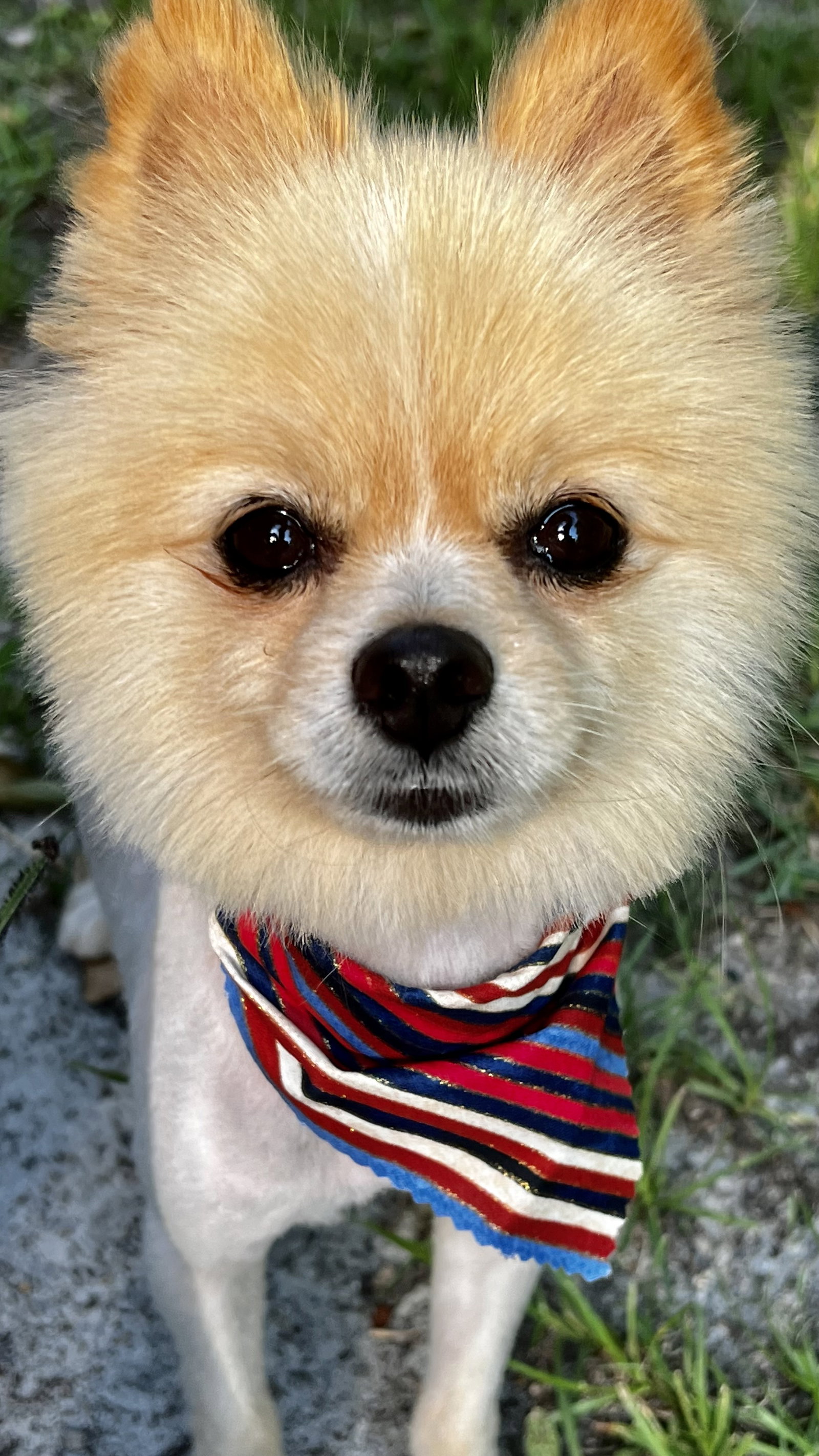 Dog for Adoption Keith, a Pomeranian in Diamondhead, MS Alpha Paw