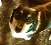 Molly