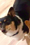 Molly
