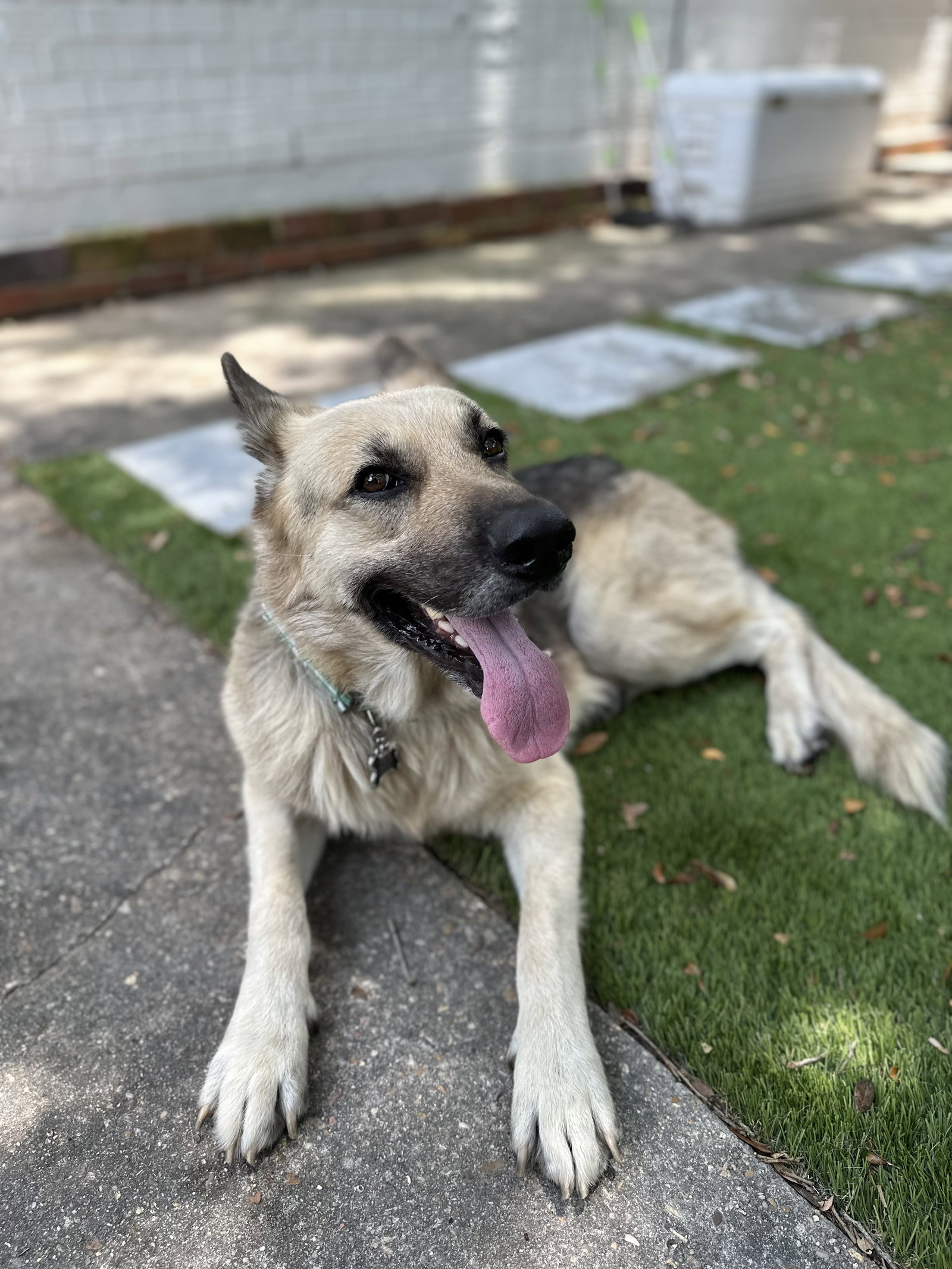 Dog for Adoption Murphy, a German Shepherd Dog in Biloxi, MS Alpha Paw