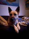 Murphy