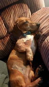 Gunther