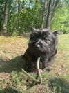 Little Bear