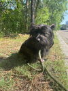 Little Bear