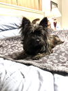 Little Bear