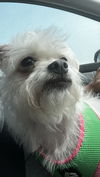 Lucy Lee