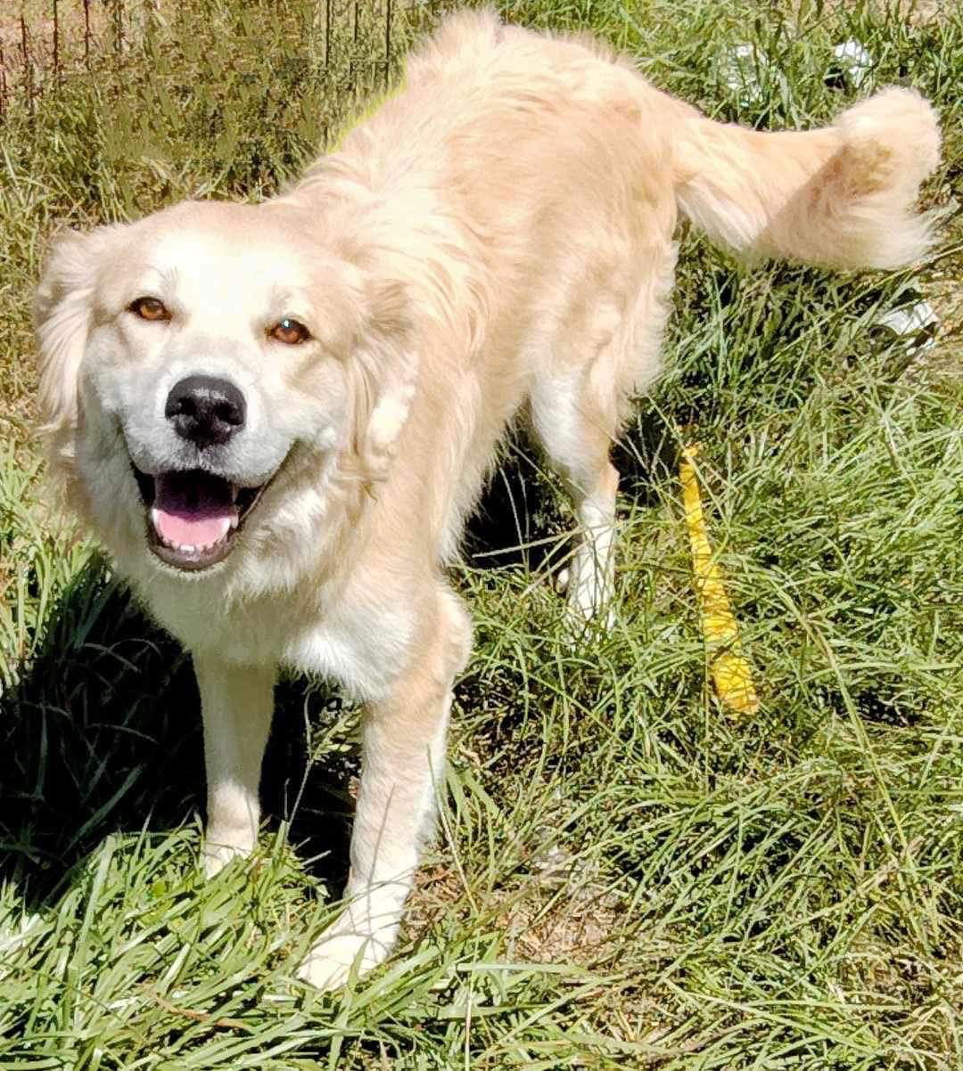 Dog for Adoption - Millie Graec, a Golden Retriever in Gulfport, MS ...